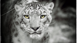 Virgile BARBAS - VIRGILE PHOTOGRAPHY