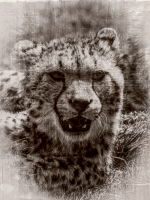 Virgile BARBAS - VIRGILE PHOTOGRAPHY