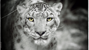 Virgile BARBAS - VIRGILE PHOTOGRAPHY